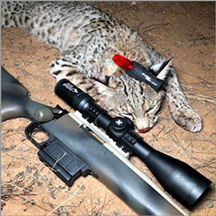 Bobcat taken by Steve Criner and Dog Soldier Predator Scope